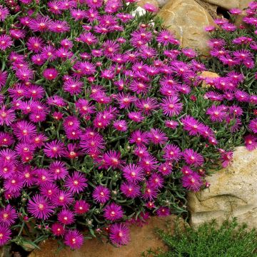 Delosperma cooperi