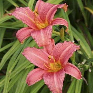 Hemerocallis Pink Damask