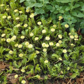 Leptinella squalida (syn. Cotula)