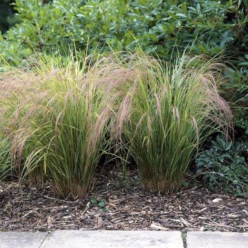 Calamagrostis arundinacea