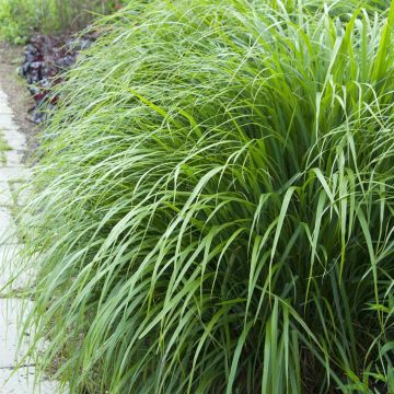 Calamagrostis  brachytrica
