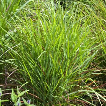 Panicum virgatum Rehbraun