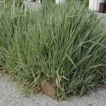 Phalaris arundinacea