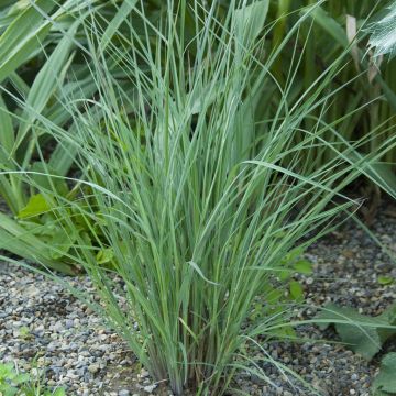 Schizachyrium The Blues