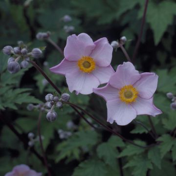 Anemone hupehensis September Charm