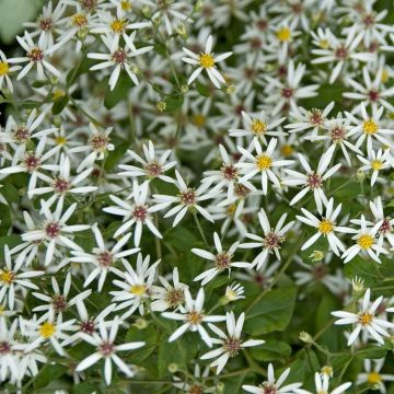 Aster divaricatus