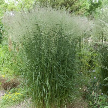 Calamagrostis x acutiflora Karl Foerster Calamagrostis x acutiflora Karl Foerster