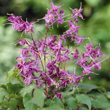 Epimedium grandiflorum Lilafee