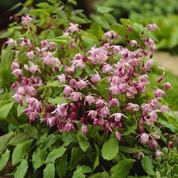 Epimedium youngianum Roseum