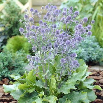 Eryngium planum Blauer Zwerg