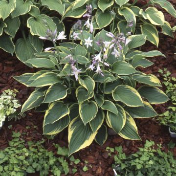Hosta Aureomarginata