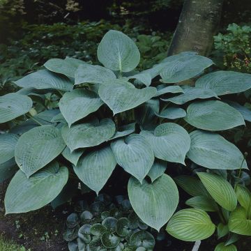 Hosta Krossa Regal