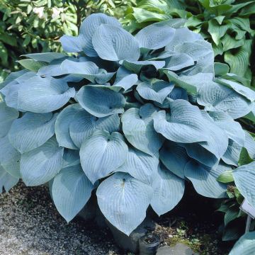 Hosta sieboldiana Elegans