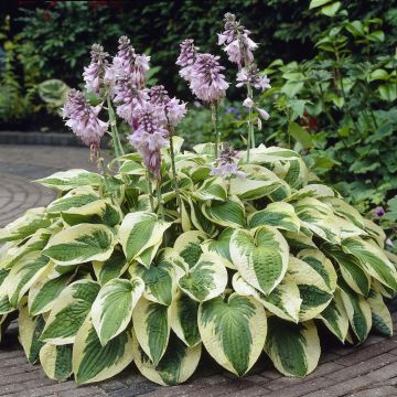 Hosta Wide Brim Hosta Wide Brim