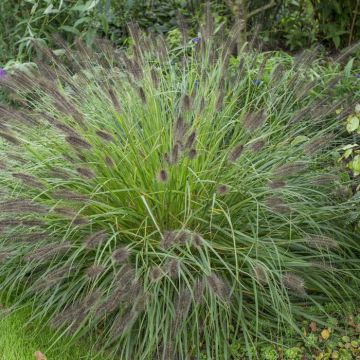 Pennisetum alopecuroides Moudry