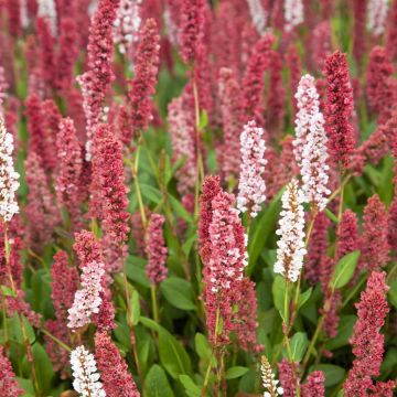 Persicaria affinis Kabouter