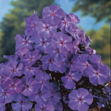 Phlox Paniculata Blue Boy