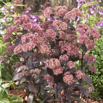 Sedum Jose Aubergine