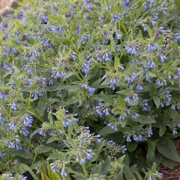 Symphytum azureum Symphytum azureum