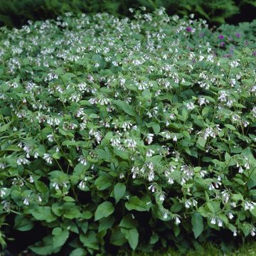Symphytum grandiflorum Wisley Blue Symphytum grandiflorum Wisley Blue