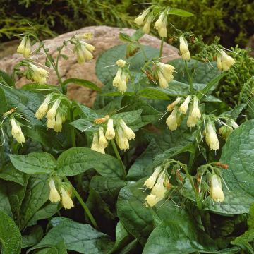 Symphytum grandiflorum Symphytum grandiflorum