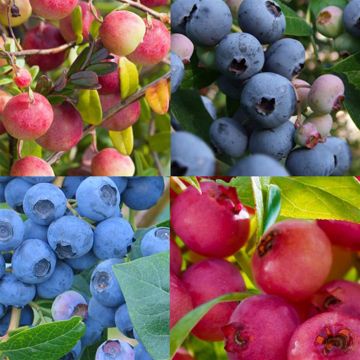 Vaccinium Collection.jpg
