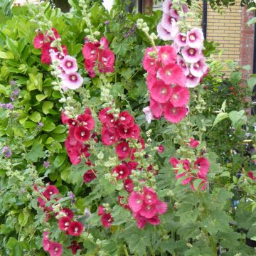 Althaea rosea mix