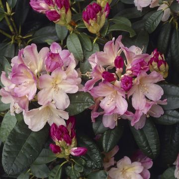 Rhododendron Percy Wiceman