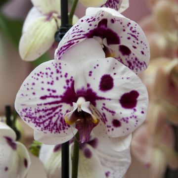 Phalaenopsis Spotted Harlequin