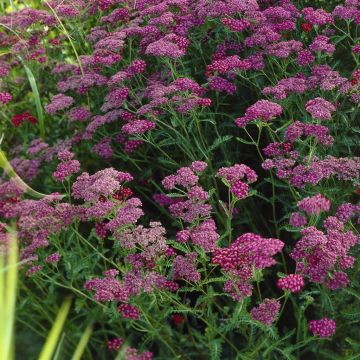 Achillea millefolium Cerise Queen