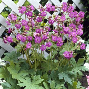 Geranium macrorrhizum