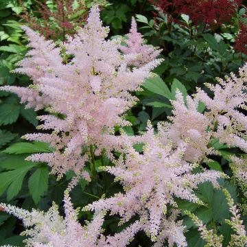 Astilbe (J) Europa.JPG
