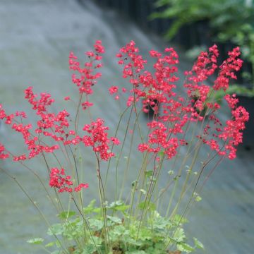Heuchera Dew Drops 1006.JPG