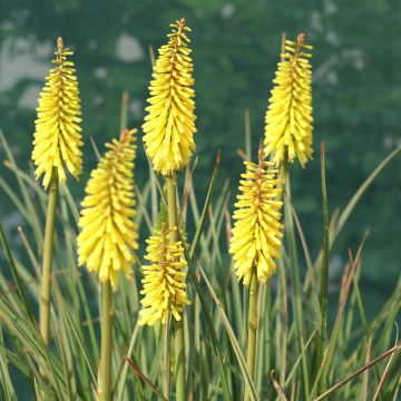 Kniphofia Banana gummy.JPG