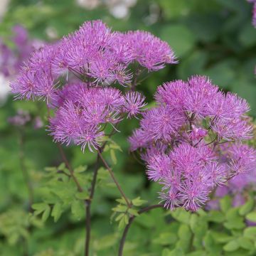 Thalictrum aquilegifolium purpureum 2.JPG