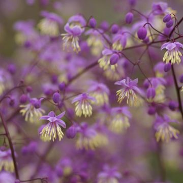 Thalictrum delavayi 2.JPG