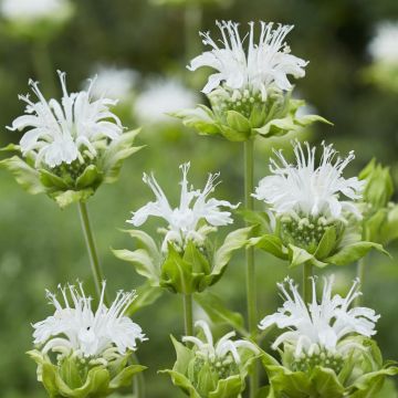 Monarda Schneewitchen