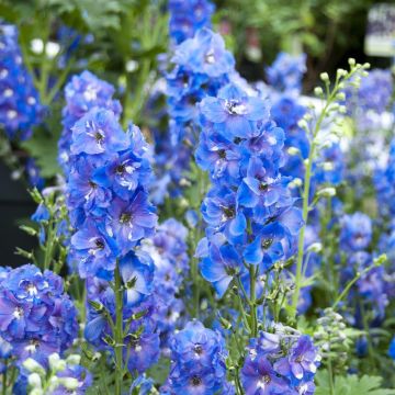 Delphinium pacific Magic fountain