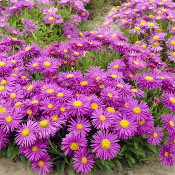 Aster alpinus Pink