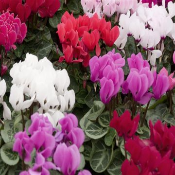Cyclamen mix