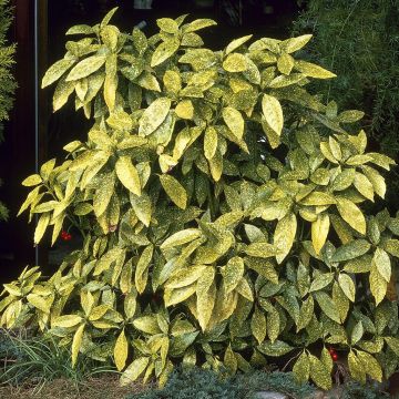 Aucuba japonica Crotonifolia