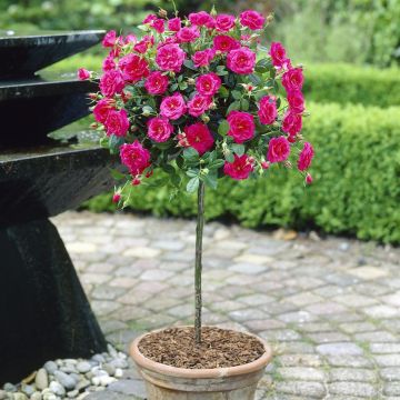 Standard Pot Rose Pink