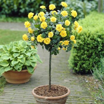 Standard Pot Rose Yellow