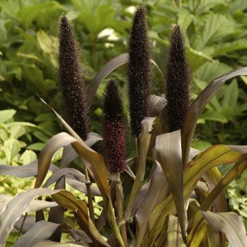 Pennisetum Purple Baron