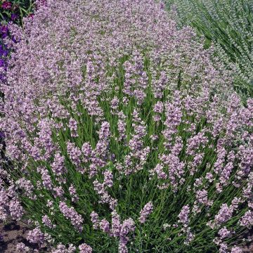 Lavandula angustifolia Rosea