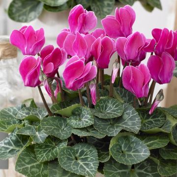 Winter Cyclamen pink