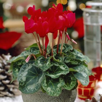 Winter Cyclamen dark red