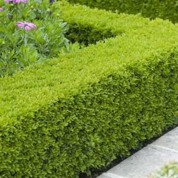 Buxus sempervirens haag