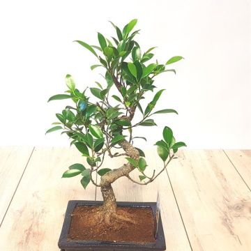 Bonsai Ficus S 15 cm.jpg