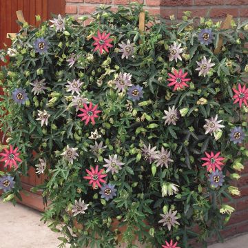 Passiflora Tricolor.jpg